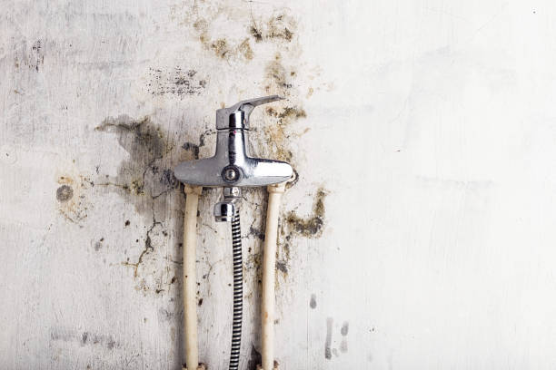 Best Black Mold Removal  in Auburn Hills, MI