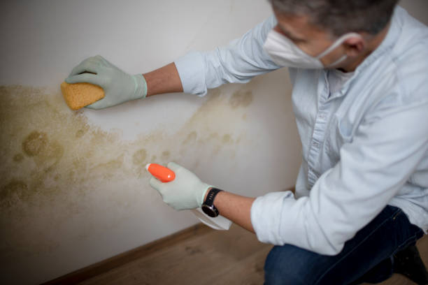 Best Commercial Mold Removal  in Auburn Hills, MI