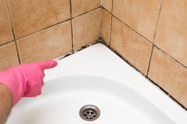 Best Attic Mold Removal  in Auburn Hills, MI